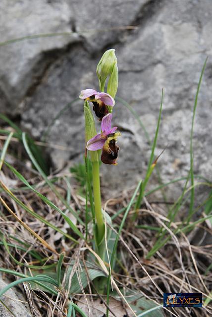 ophrys  crabronifera.JPG